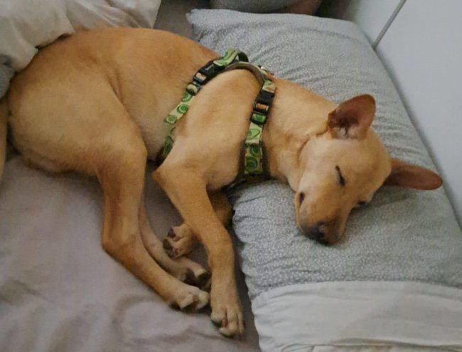 La indolencia detrás del abandono animal