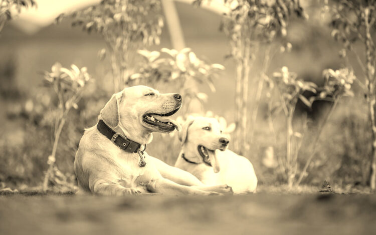 perros-mascotas
