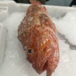 pescado-aduana-002