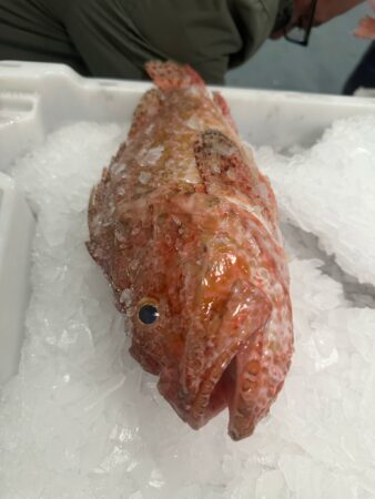pescado-aduana-002