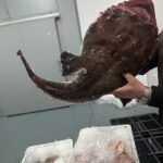 pescado-aduana-003