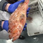 pescado-aduana-004