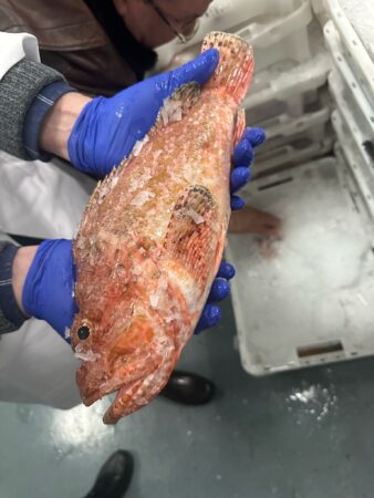 pescado-aduana-004