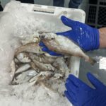 pescado-aduana-006
