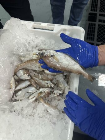pescado-aduana-006