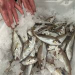 pescado-aduana-007