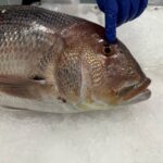 pescado-aduana-008