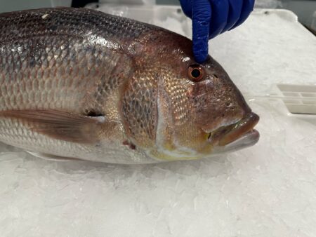 pescado-aduana-008