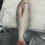 pescado-aduana-010