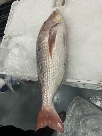 pescado-aduana-010