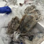 pescado-aduana-012