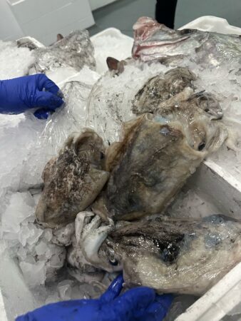 pescado-aduana-012
