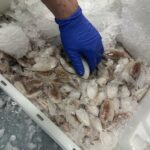 pescado-aduana-013