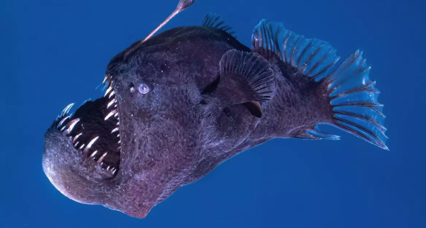 Así es el pez ‘diablo negro’ que se ha dejado ver por primera vez en el mar