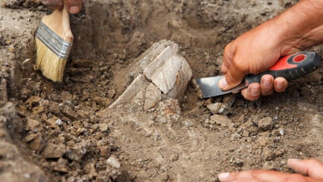 El Faro - Un hallazgo en Marruecos revela al dinosaurio cerápodo más antiguo