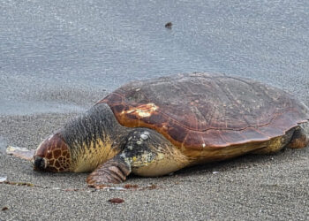 tortuga-boba-delfin-muertos-playa-tarajal-002