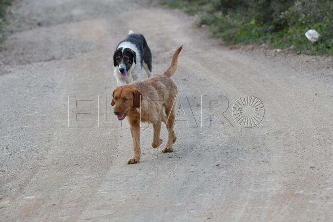 Ceuta sólo tiene dos laceros para un saturado servicio de recogida de animales abandonados
