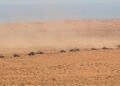 african-lion-2025-8