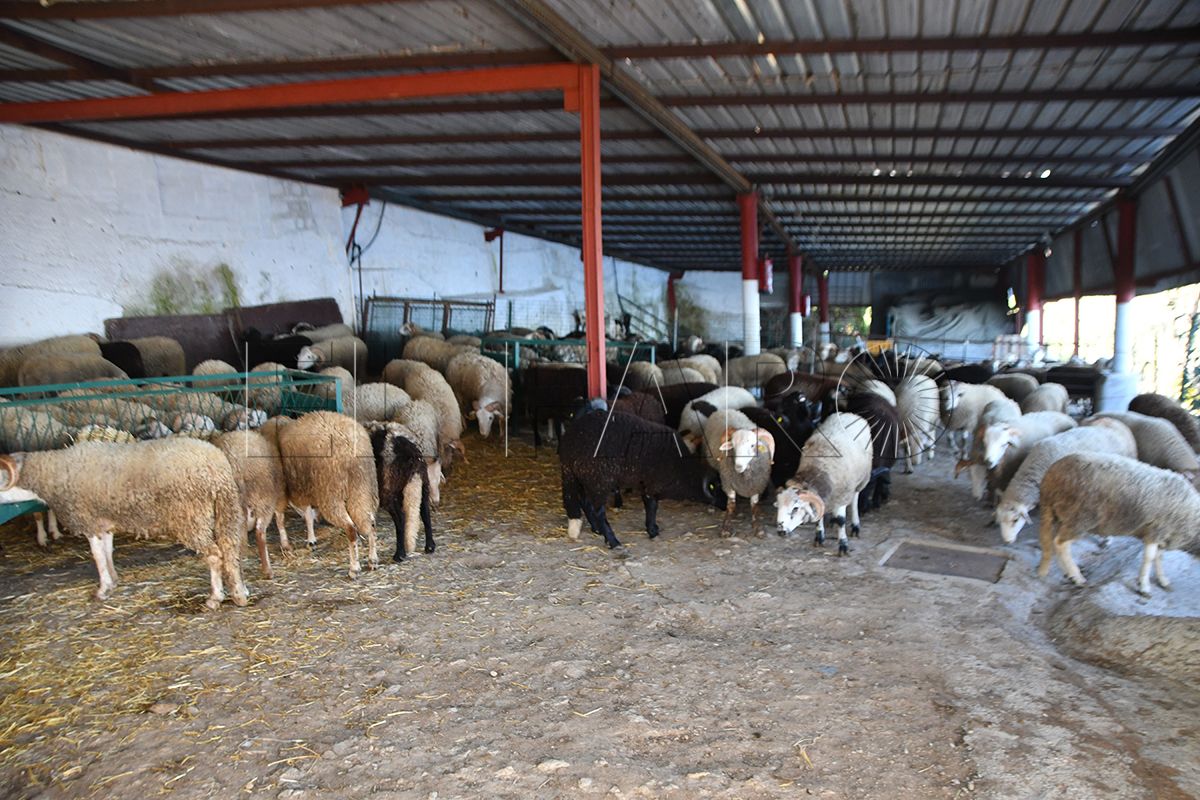 ceuta-queda-sin-corderos-eid-al-adha