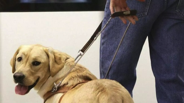 perros-asistencia-1