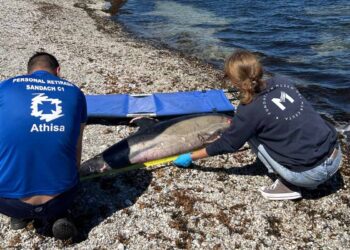 ciencia-tras-delfines-tortugas-varados-10