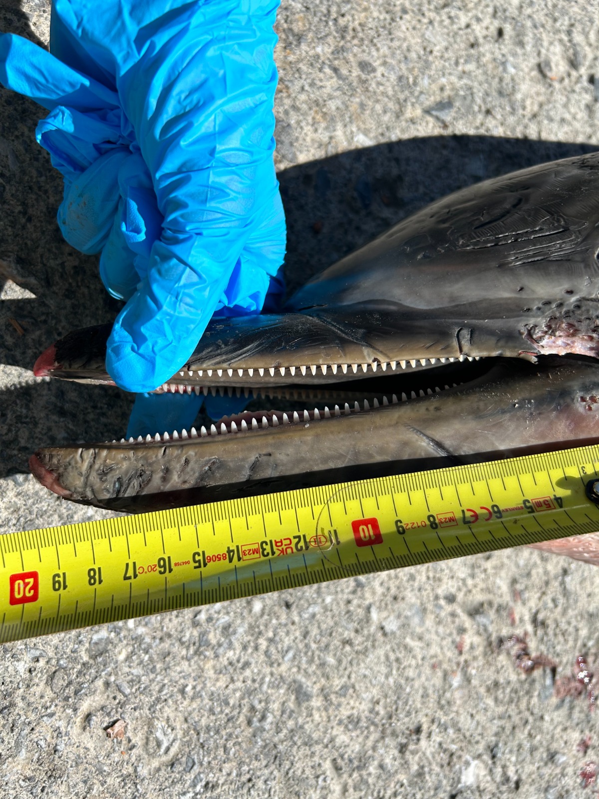 ciencia-tras-delfines-tortugas-varados-12