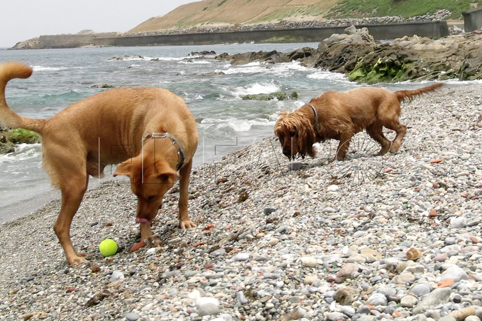 consejos-disfrutar-dia-playa-perro-20
