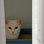 gata-blanca-intrepida-curiosa-2