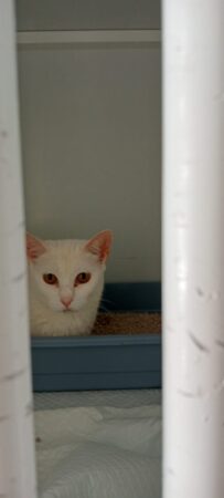 gata-blanca-intrepida-curiosa-2