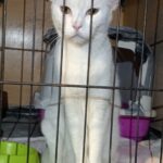 gata-blanca-intrepida-curiosa-4