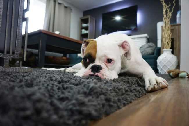 Cómo proteger a tu mascota del ruido de los fuegos artificiales en la noche de San Juan