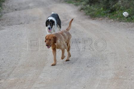 perros-salvajes-monte