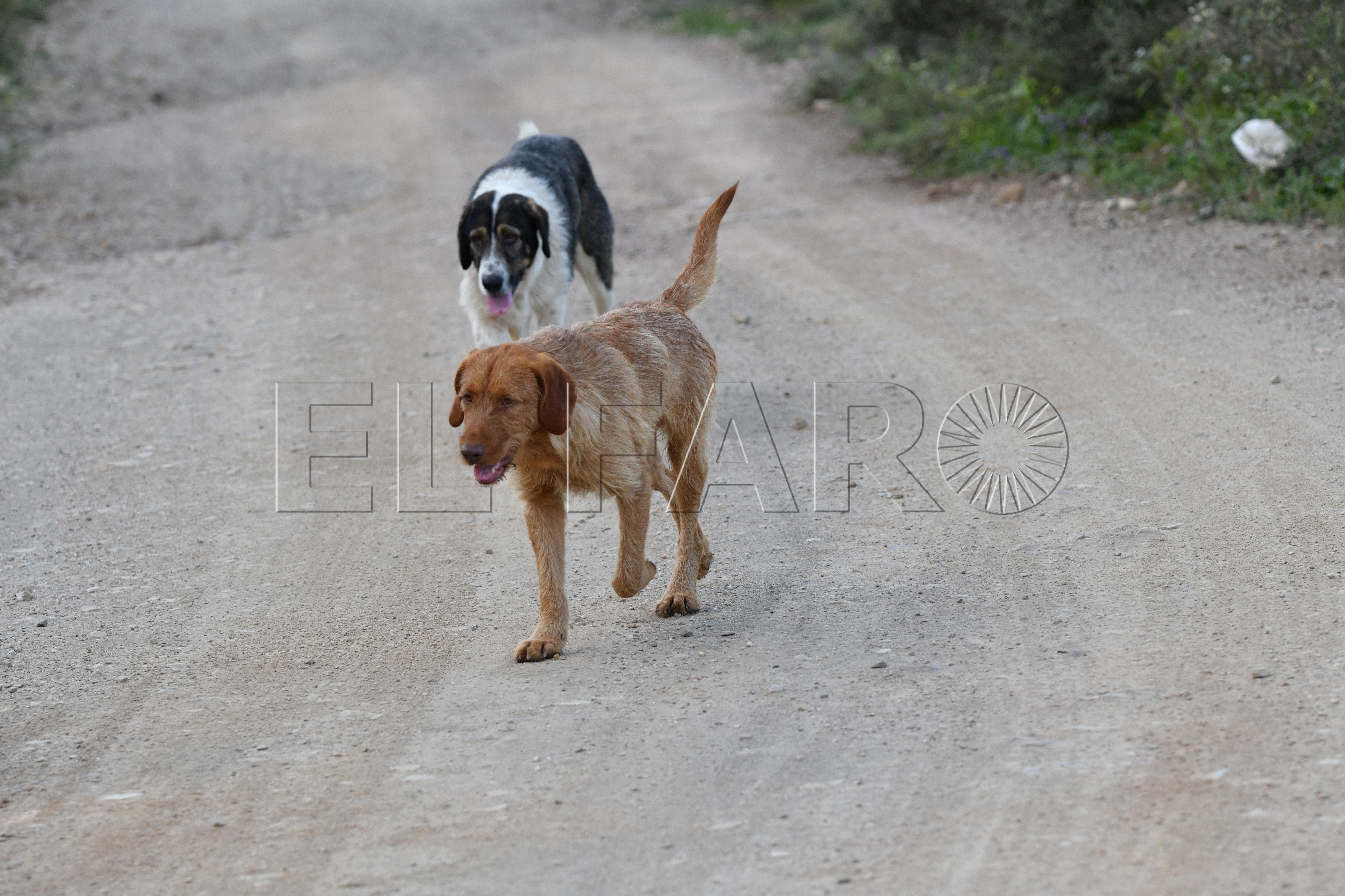 perros-salvajes-monte