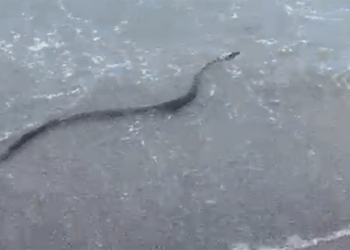 serpiente-playa-benínez