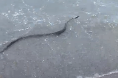 serpiente-playa-benínez