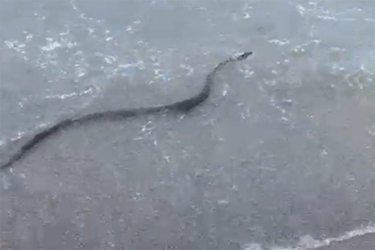 serpiente-playa-benínez