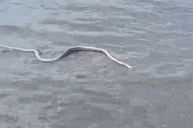 serpiente-playa-benínez