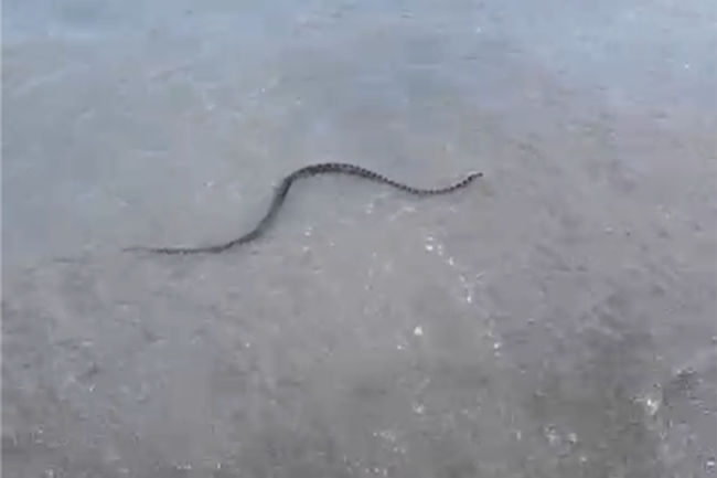 Una vez identificada la serpiente que será una inofensiva cogerla y llevarla a un lugar apropiado de monte serpiente-playa-benínez-003