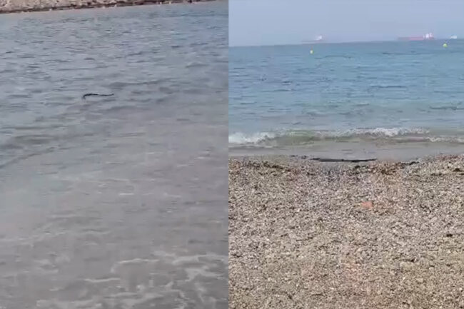 como-actuar-encuentra-serpiente-playa