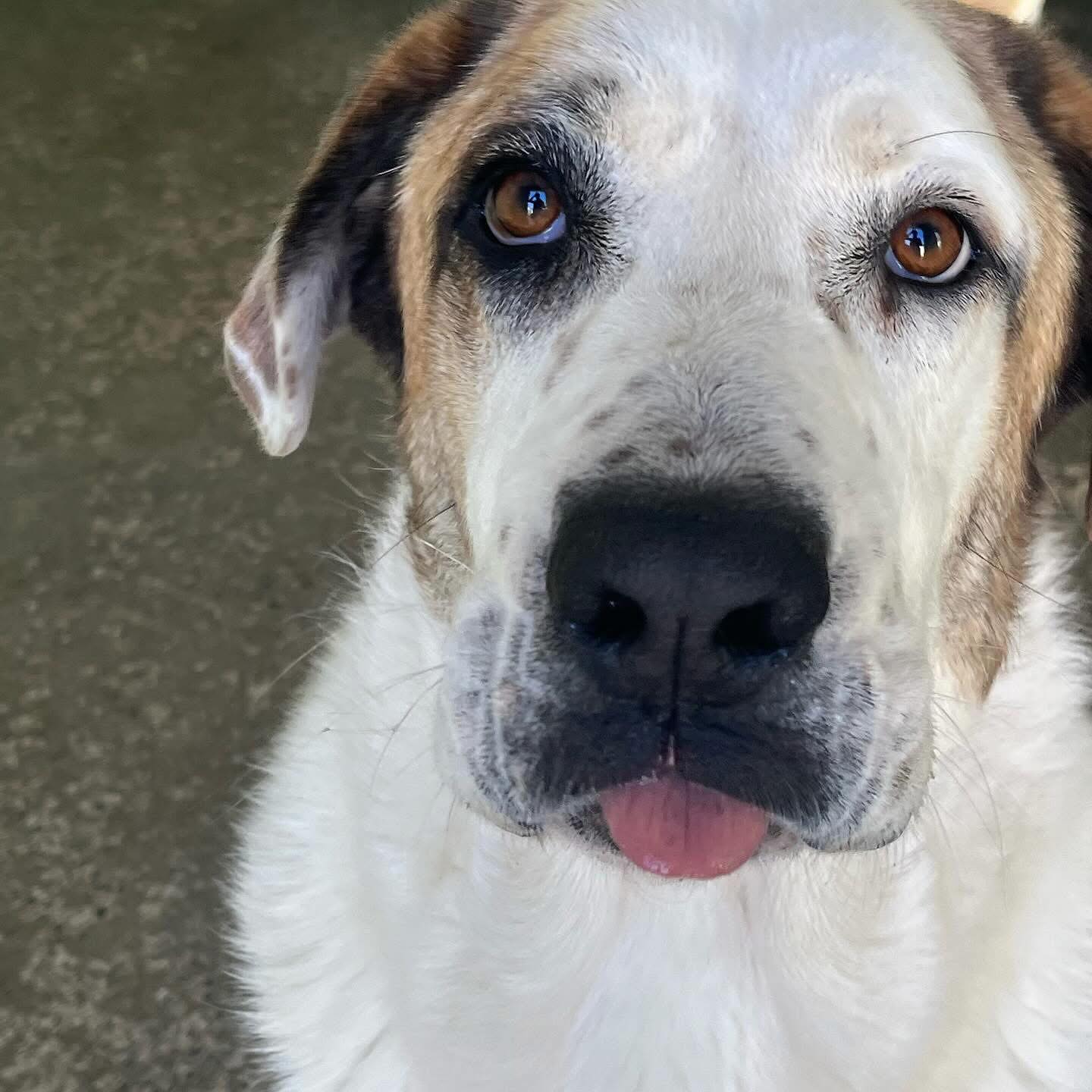 adopcion-titan-perro-usaban-criar-4