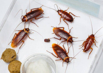 cucaracha-americana