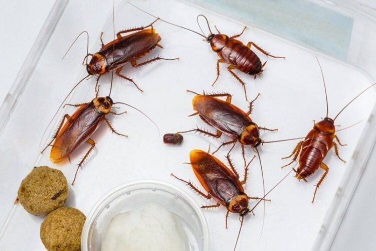 cucaracha-americana