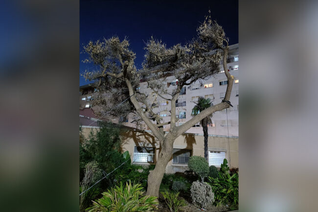 Árbol en agonía: una denuncia necesaria