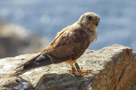 cernicalo-vuela-ceuta-decada