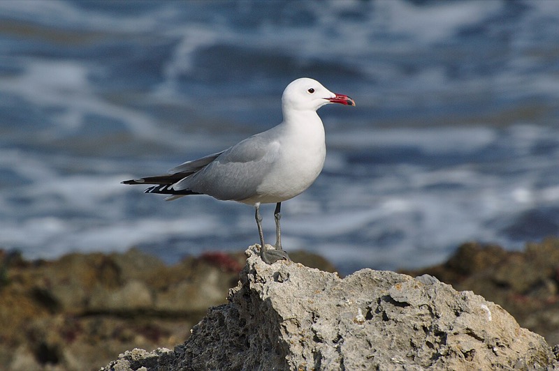 colaboración-gaviotas