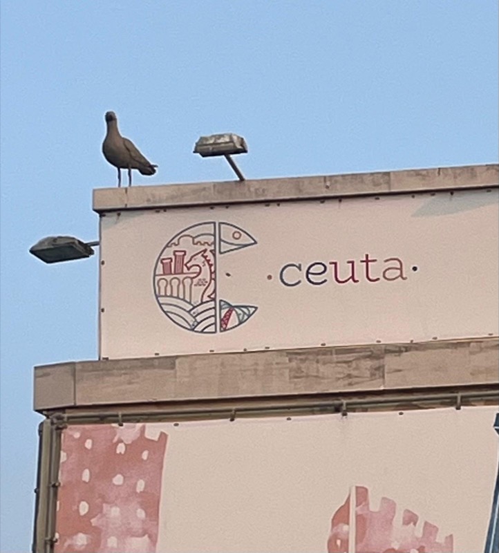 colaboración-gaviotas