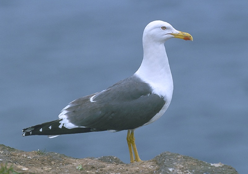 colaboración-gaviotas