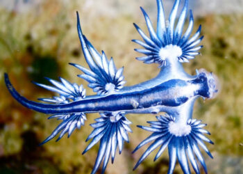 dragon-azul
