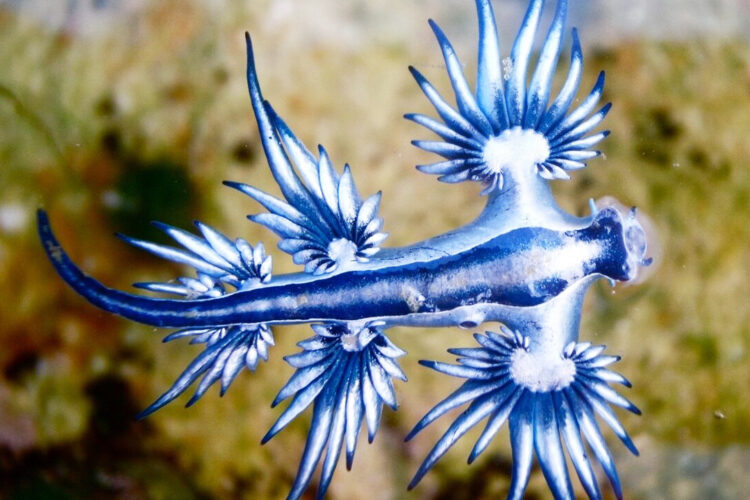 dragon-azul