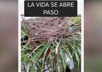 vida-se-abre-paso